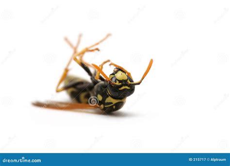 Dead Wasp Royalty Free Stock Photography - Image: 215717