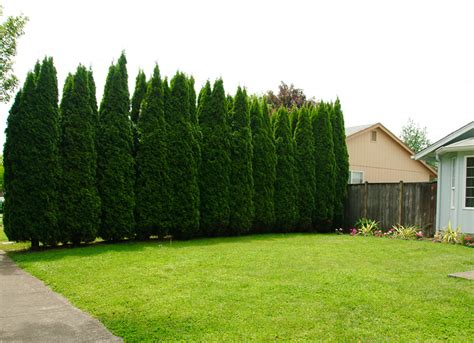 How to Plant a Privacy Tree Fence