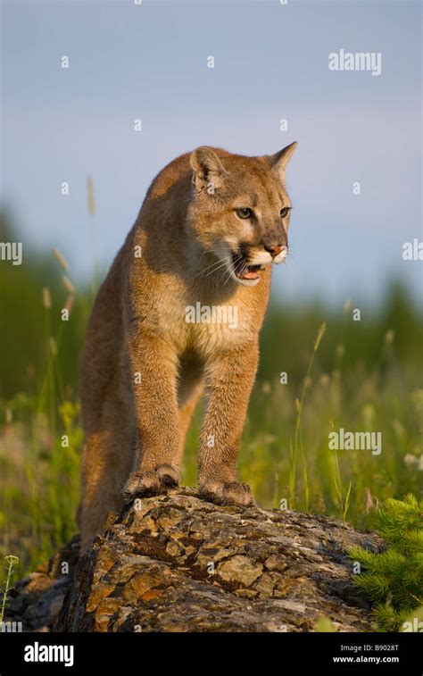 Mountain lion standing on a rock looking out over a field Stock Photo ...