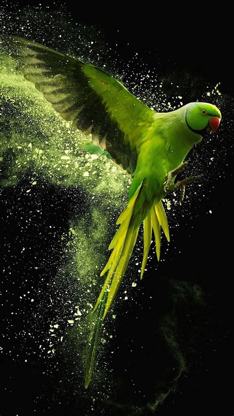 Green Parrot Wallpaper