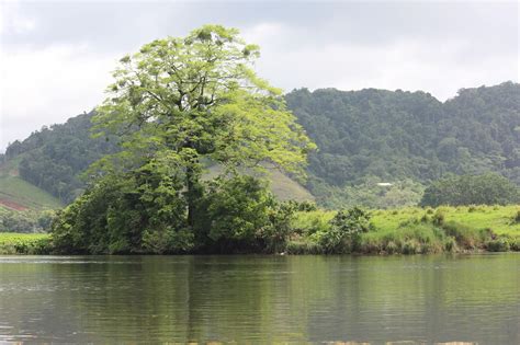 Tour Guide To Daintree River Australia - XciteFun.net