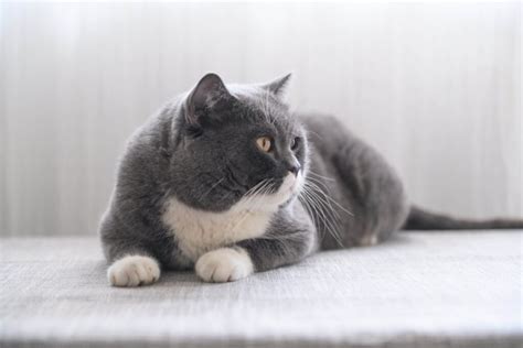 10 Most Adorable Gray and White Cat Breeds With Pictures and Fun Facts - Cat Queries