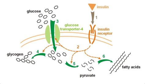 Insulin receptor - wikidoc