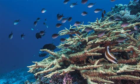 New insights into the incredible animals of Fiji’s Great Sea Reef ...