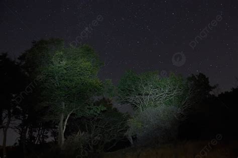 Forest And Stars In The Night Sky Background And Picture For Free ...