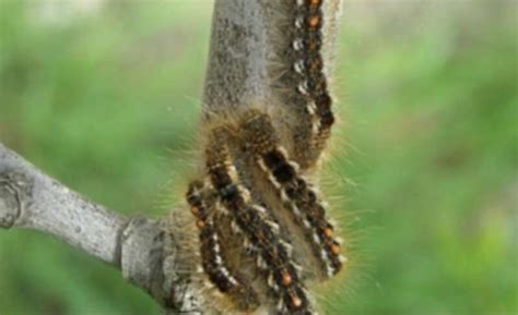 The dangers of brown tail moth caterpillars | Machias Valley News Observer