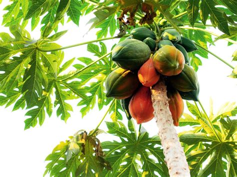 Papaya Growing Conditions - Where And How To Grow A Papaya Fruit Tree