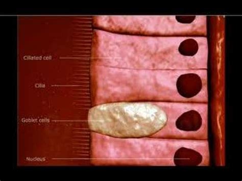 Functions of Cilia and Goblet Cells - CSTSGLOBAL - YouTube