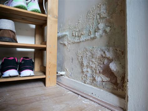 How to Control Mould in House - i-Blogs-it