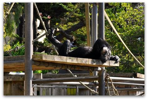 San Francisco Zoo: See the Gorillas, Big Cats & Other Animals