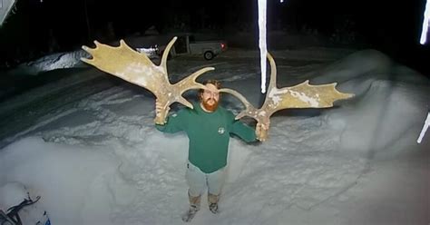 Moose Shedding "Huge" Antlers with a Simple Head Shake Gets 900k Views. - Buzztatler