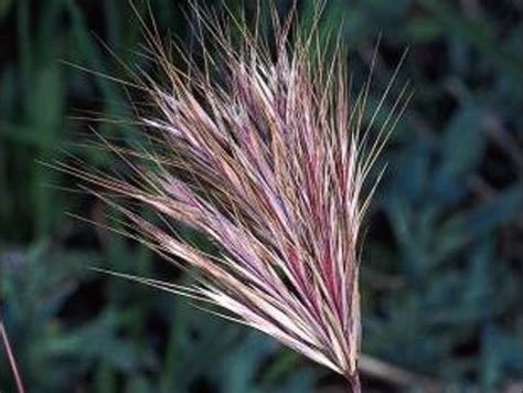 Bromus madritensis ssp. rubens Profile – California Invasive Plant Council