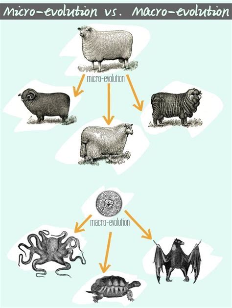 Micro-evolution vs. Macro-evolution. Part of a series exploring evidence of creation. #Christian ...