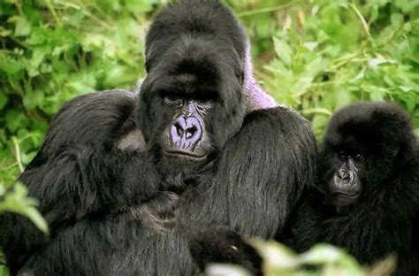 Mountain Gorilla Facts | Mountain Gorilla Habitat & Diet