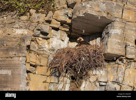 Golden eagle sitting on nest Stock Photo - Alamy