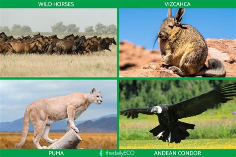 Steppe Biome Animals and Plants - Flora and Fauna of Steppes