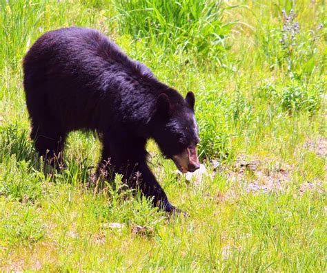 The Best Wildlife Viewing Places In Yellowstone - Love Every Aspect ...