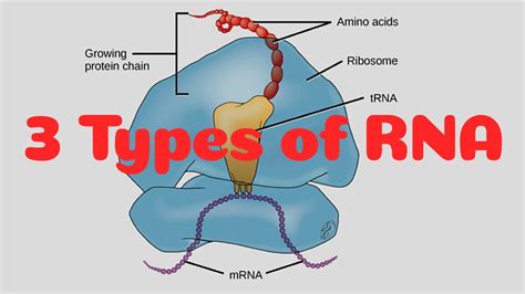 Three Types of RNA Chapter 6 Class 12 Biology - YouTube