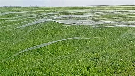 Blanket of Spiderwebs Covers Entire Field | Live Science