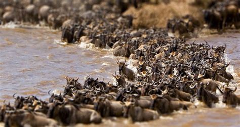 Maasai Mara Wildebeest Migration 2023 - 2024 Safari by Africa Venture ...