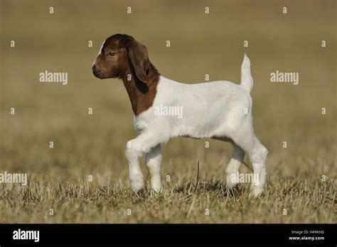 Boer goat, kid Stock Photo - Alamy