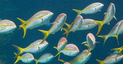 Yellowtail Snapper · Tennessee Aquarium