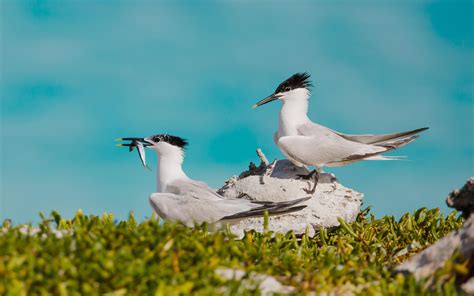 Sandwich Tern | Audubon Field Guide