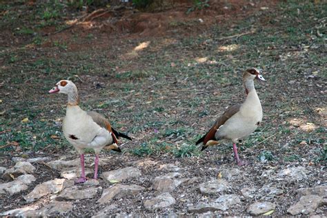 Egyptian Geese On Land Free Stock Photo - Public Domain Pictures