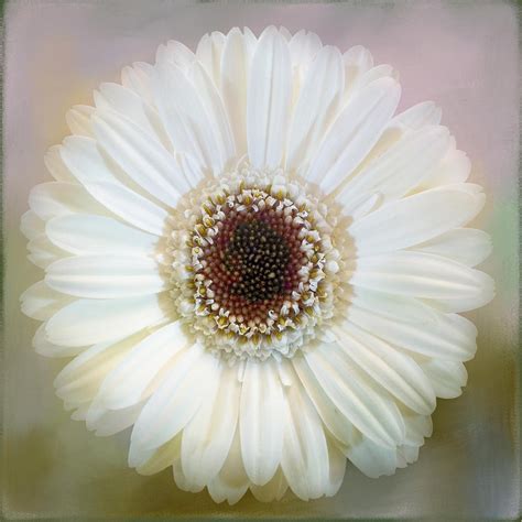 White Gerbera Photograph by Isabela and Skender Cocoli - Pixels