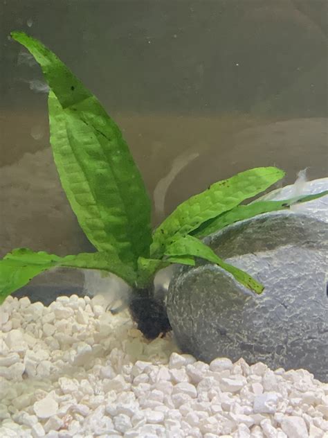 What algae is growing on my plant? And how do I get rid of it? : r/Aquariums