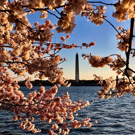 DC’s Cherry Blossoms Should Hit Peak Bloom on March 21-24 - Washingtonian