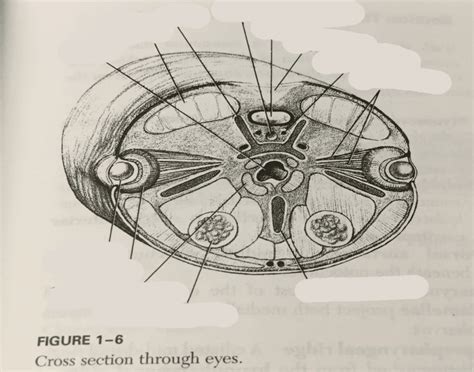 Lamprey Eel Cross Section through Eyes Anatomy Quiz