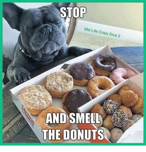 29 Outrageously Funny Donut Memes | Funny, Funny pictures, Fresh memes