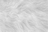 Фото Fur Texture более 58 000 качественных бесплатных стоковых фото sketch template