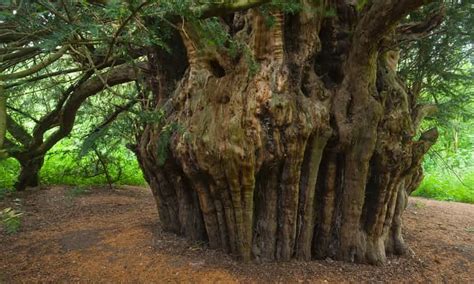 England's top 10 trees shortlisted for 'tree of the year' | Árboles viejos, Madre naturaleza ...