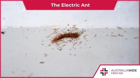 First Aid for the Electric Ant