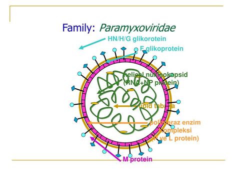 PPT - Paramyxoviridae PowerPoint Presentation, free download - ID:4181722