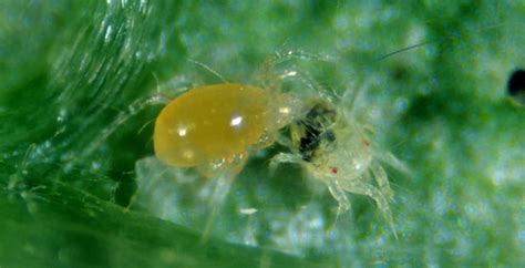 How to wage war on the two-spotted spider mite in rose growing ...