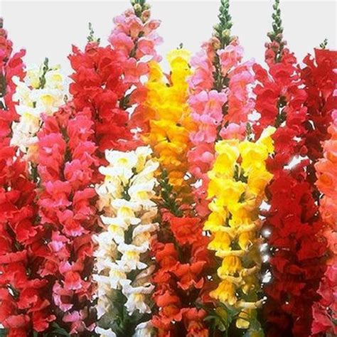 Snapdragon Flowers Assorted Bulk - Wholesale - Blooms By The Box