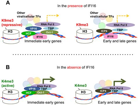 Schematic model: IFI16 inhibits HSV-1 gene expression by modulating... | Download Scientific Diagram