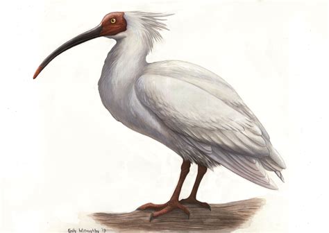 Crested Ibis – Emily Willoughby Art