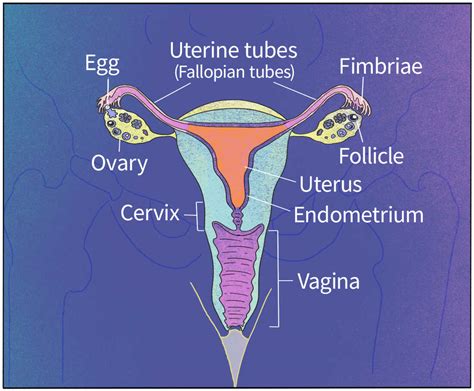 The surprising science of how pregnancy begins