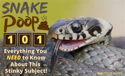 Snake Poop: Everything You NEED to Know & When to Seek Help