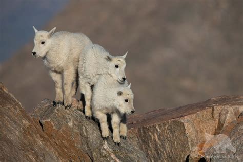 Wild Colorado - Fascination Wildlife