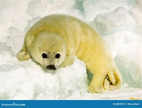 Harp Seal Pup Stock Images - Image: 8855914