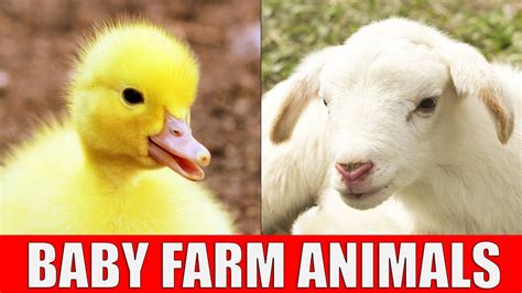 BABY FARM ANIMALS - Names of Animal Babies at the Farm in English - YouTube