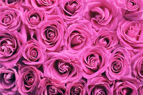 Roses Background Pink Free Stock Photo - Public Domain Pictures