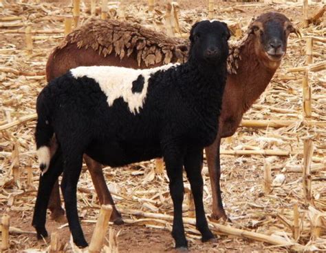 Indigenous Sheep Breeds in South Africa