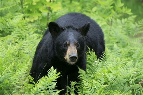 Black bear guide: how to identify, where to find them and what to do if ...