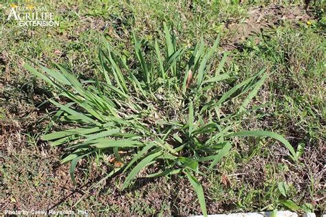 Dallisgrass vs Crabgrass – Differences [With Pictures] | CrabgrassLawn